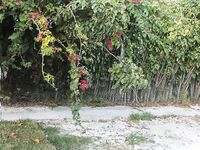 Cupid’s Arrow Hits Jayla Foxx: A Story of Unexpected Romance | Porn Snaps