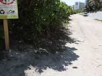 Sophia Steele’s South Beach Adventure: A Chance Meeting | Porn Snaps