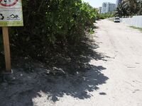 Sophia Steele’s South Beach Adventure: A Chance Meeting | Porn Snaps