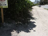 Sophia Steele’s South Beach Adventure: A Chance Meeting | Porn Snaps