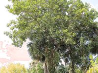 Sucking 2 Dicks A Day to Remember in Homestead | Porn Snaps